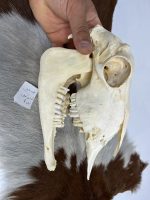 جمجمه گوسفند اهلی مدل 1 / model-1 - Image 4