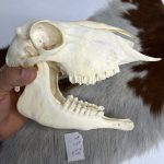 جمجمه گوسفند اهلی مدل 2 / model-2