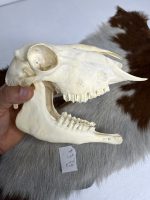 جمجمه گوسفند اهلی مدل 2 / model-2