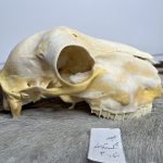 جمجمه گوسفند اهلی مدل3 / model-3