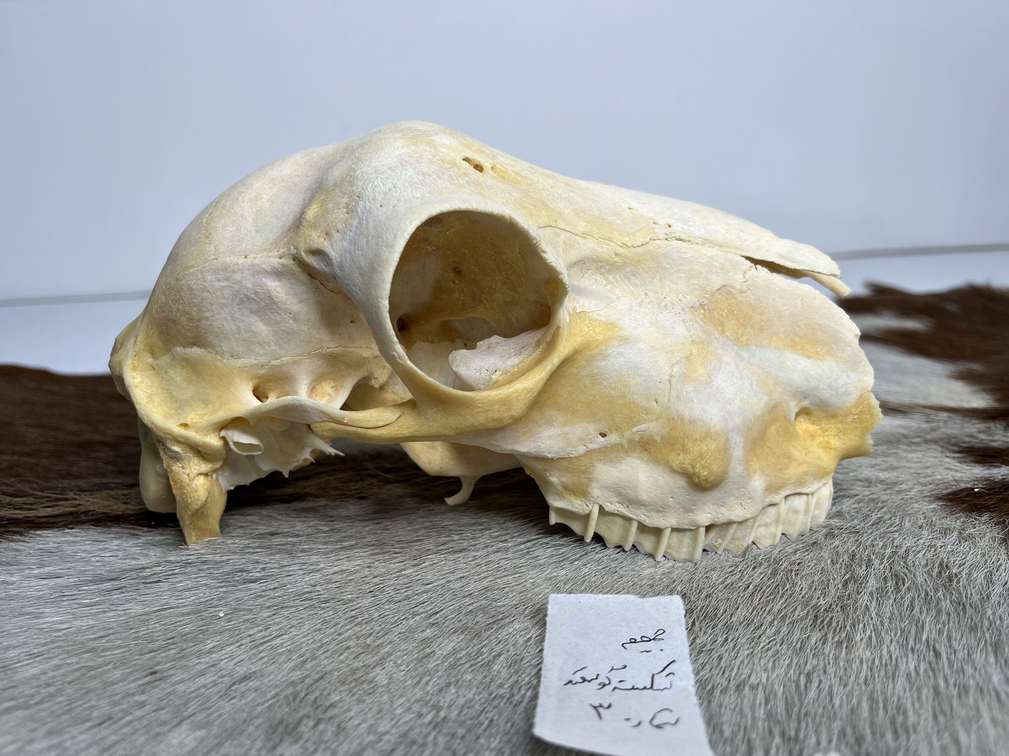 3 جمجمه گوسفند اهلی مدل3 / model-3 - Image 1