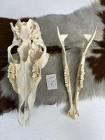 جمجمه گوسفند اهلی مدل 4 / model-4 - Image 4