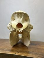 جمجمه طبیعی شتر شماره 2 / Camel-model-2 - Image 4