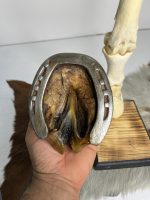 آناتومی دست اسب همراه سم و نعل و با شاسی چوبی / Horse-model-1 - Image 3