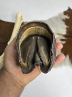 آناتومی دست اسب همراه سم مدل 2 / Horse-model-2 - Image 4