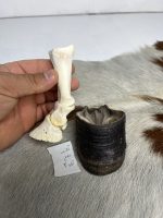 آناتومی انگشت الاغ همراه سم مدل 2 / Donkey-model-2 - Image 4