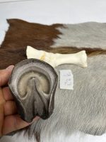 آناتومی انگشت الاغ همراه سم مدل 3 / Donkey-model-3 - Image 4