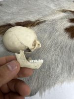 جمجمه طبیعی میمون رزوس  -Macaca mulatta - Image 4