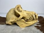 جمجمه شامپانزه-مدل1 - Chimpanzees-model-1 - Image 4