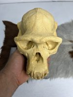 جمجمه شامپانزه-مدل3 - Chimpanzees-model-3 - Image 4