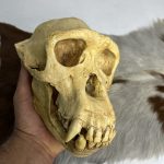 جمجمه شامپانزه-بافت نرم مدل 4  - Chimpanzees-model-4