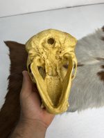 جمجمه شامپانزه شاخدار - مدل 5 - Chimpanzees-model-5 - Image 4