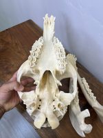 جمجمه طبیعی شتر شماره 11 / Camel-model-11 - Image 8