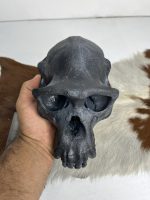 جمجمه شامپانزه رنگ مشکی - Chimpanzees - Image 4
