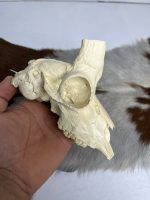 جمجمه عیب دار آهو بدون شاخ - Gazella-model-1 - Image 4