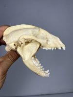 جمجمه طبیعی گورکن (رودک عسل خوار) مدل 1 / Meles -model-1 - Image 4