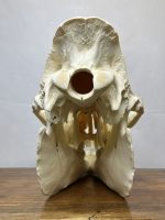 جمجمه طبیعی شتر لوک شماره 6 / Camel-model-6 - Image 9