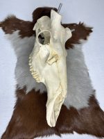 جمجمه تنها گوزن مرال مدل 1 / – maral-model-1 - Image 4