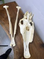 جمجمه طبیعی اسب شماره 12 / Horse-model-12 - Image 4
