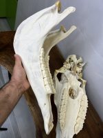 جمجمه طبیعی اسب شماره 10 / Horse-model-10 - Image 4
