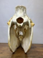 جمجمه طبیعی اسب شماره 8 / Horse-model-8 - Image 5