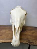 جمجمه طبیعی اسب شماره 13 / Horse-model-13 - Image 5