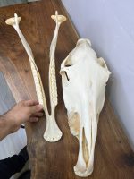 جمجمه طبیعی اسب شماره 7 / Horse-model-7 - Image 5