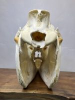 جمجمه طبیعی اسب شماره 11 / Horse-model-11 - Image 5