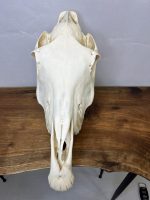 جمجمه طبیعی اسب شماره 15 / Horse-model-15 - Image 7