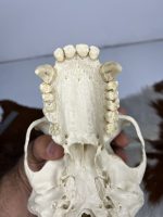 جمجمه شامپانزه-مدل 1 - Chimpanzees-model-1 - Image 5