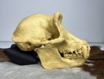 جمجمه شامپانزه-مدل4 - Chimpanzees-model-4 - Image 5
