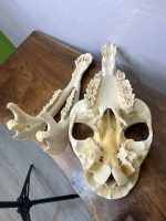 جمجمه طبیعی شتر شماره 5 / Camel-model-5 - Image 9