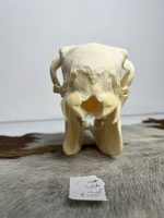 جمجمه گوسفند اهلی مدل 2 / model-2 - Image 5