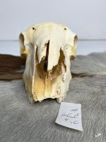 جمجمه گوسفند اهلی مدل3 / model-3 - Image 5