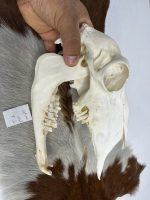 جمجمه گوسفند اهلی مدل 4 / model-4 - Image 5