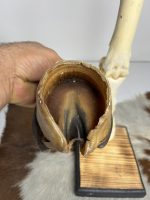 آناتومی دست اسب همراه سم و نعل و با شاسی چوبی / Horse-model-1 - Image 4