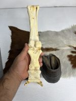 آناتومی دست اسب همراه سم مدل 2 / Horse-model-2 - Image 5
