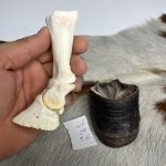 آناتومی انگشت الاغ همراه سم مدل 2 / Donkey-model-2