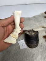آناتومی انگشت الاغ همراه سم مدل 2 / Donkey-model-2