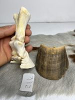 آناتومی انگشت اسب همراه سم مدل 4 / Horse-model-4 - Image 5