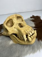 جمجمه شامپانزه-مدل1 - Chimpanzees-model-1 - Image 5