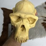 جمجمه شامپانزه-مدل3 - Chimpanzees-model-3