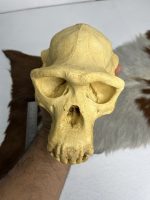 جمجمه شامپانزه-مدل3 - Chimpanzees-model-3