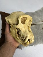 جمجمه شامپانزه-بافت نرم مدل 4  - Chimpanzees-model-4 - Image 5