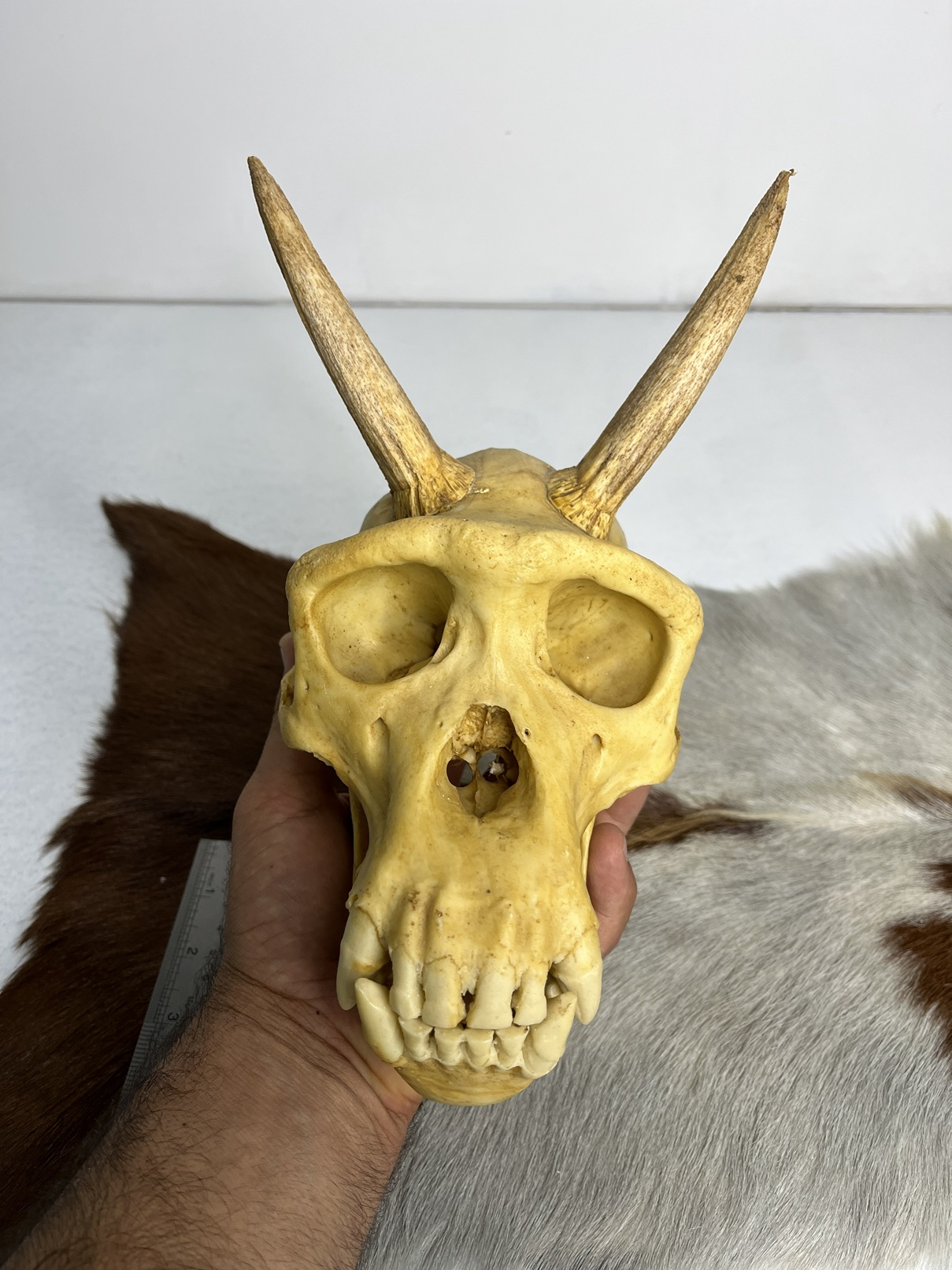 4 جمجمه شامپانزه شاخدار - مدل 5 - Chimpanzees-model-5 - Image 1