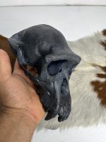 جمجمه شامپانزه رنگ مشکی - Chimpanzees - Image 5