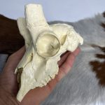 جمجمه عیب دار آهو بدون شاخ - Gazella-model-1