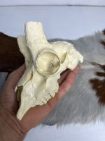جمجمه عیب دار آهو بدون شاخ - Gazella-model-1