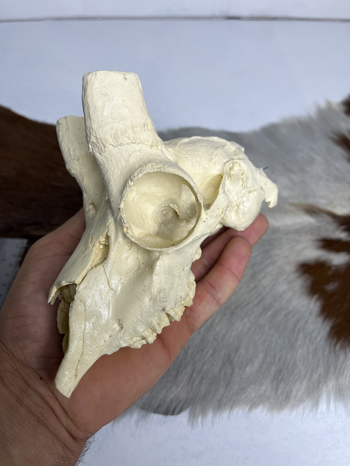 4 جمجمه عیب دار آهو بدون شاخ - Gazella-model-1 - Image 1