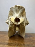 جمجمه طبیعی شتر شماره 11 / Camel-model-11 - Image 7